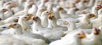 Chicken only 50 rupees per kg..? 50% decline in 15 days..?